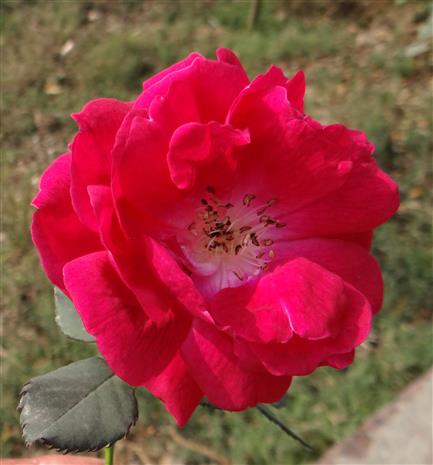 Rosa indica